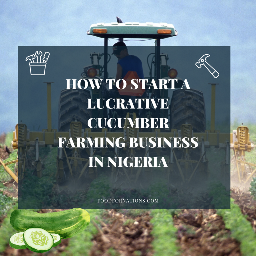How To Start A Lucrative Cucumber Farming Business In Nigeria